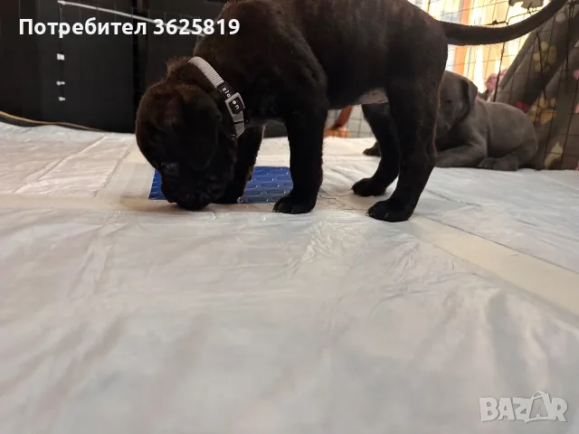 Кане Корсо - Cane Corso кученца, снимка 8 - Кане корсо - 55834113