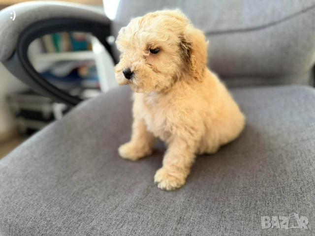 Мини Пудел Актуално от 20.01.2026