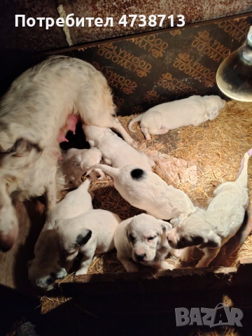 Английски сетер , снимка 13 - Английски сетери - 53565556