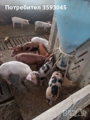 Продавам малки отбити прасета 