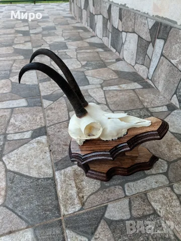 Трофей от коза.Рога