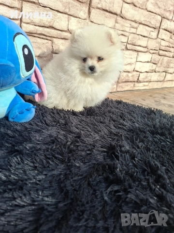 Померан мъжки и женски , снимка 2 - Померан - 52864873