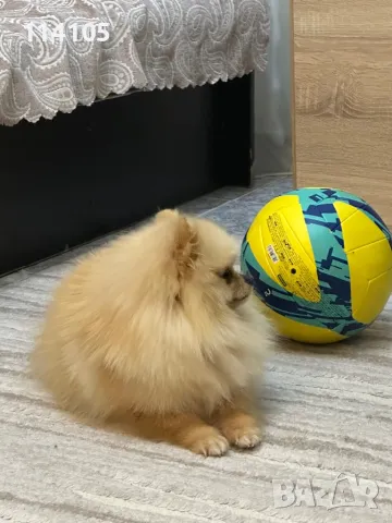 Померан мъжки, снимка 7 - Померан - 49418362
