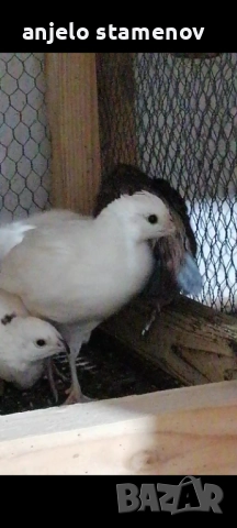 Вирджински масков пъдпъдък , снимка 5 - други­ - 52924055