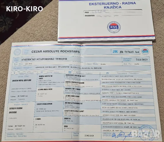 Чистокръвен Амстаф от Сърбия за разплод !, снимка 7 - Други - 49279411