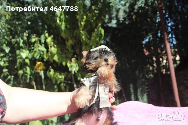 Йоркширски териер , снимка 3 - Йоркширски териер - 52444726