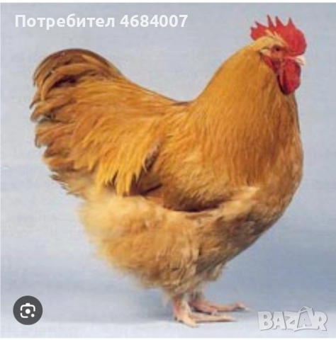 Търся жълт петел Орпингтон