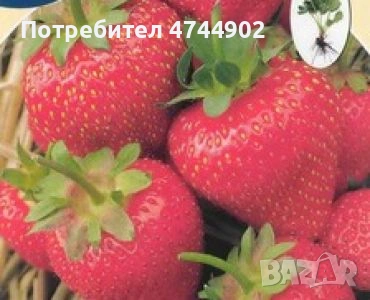 Prodavam razsad qgodi celogodishen sort Озарк бюти