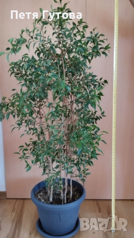 Продавам Фикус Бенджамин - 110 см.