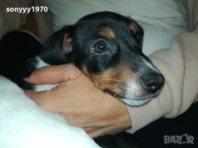 ДЖАК РЪСЕЛ-БЛАГА МУЦУНКА ЖЕНСКО НА 3 МЕСЕЦА 2510252107, снимка 2 - Джак ръсел териер - 52180647