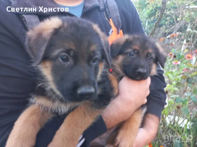 чистопородна немска овчарка, снимка 8 - Немска овчарка - 56353025