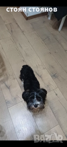 Продавам Бивер йорки