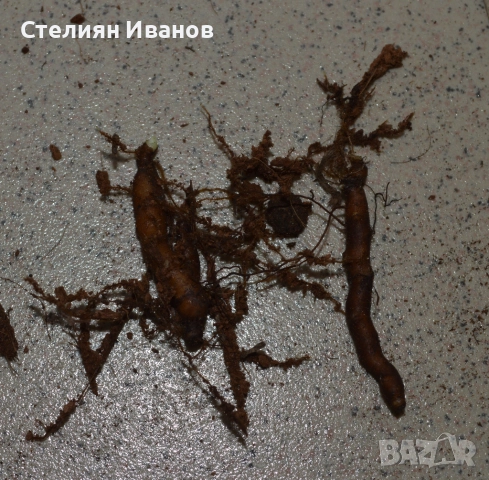 Лютиковидна съсанка, анемоне (Anemone ranunculoides) – коренище, снимка 2 - Сортови семена и луковици - 52372716