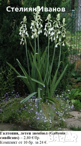 Галтония, летен зюмбюл (Galtonia candicans) – луковици, снимка 2 - Сортови семена и луковици - 53656384