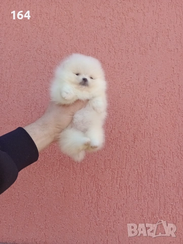 Миниатюрно мини момиче. Мини Померан. Реални снимки от 11.03. 2026 г, снимка 10 - Померан - 53792799