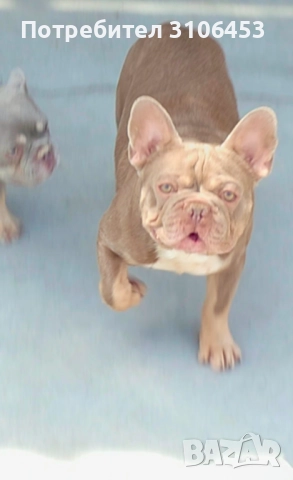  Френски булдог Изабела Разплод, снимка 1