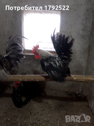 Шабо и бреговски джинки, снимка 4 - други­ - 53646771