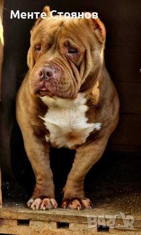 Американско були покет , снимка 9 - Питбул - 53404555