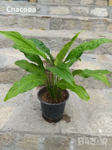 Стайно цвете - Спатифилум /Семейно щастие/, снимка 1