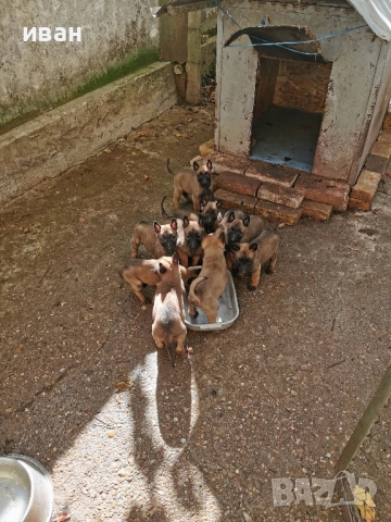 продам белгийски овчарки малиноа , снимка 4 - Белгийска овчарка - 49319194