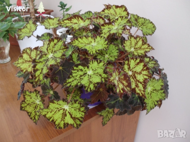 фотоапарат MAGINON Z1600 - 16.1 MPx, снимка 18 - Фотоапарати - 52429048