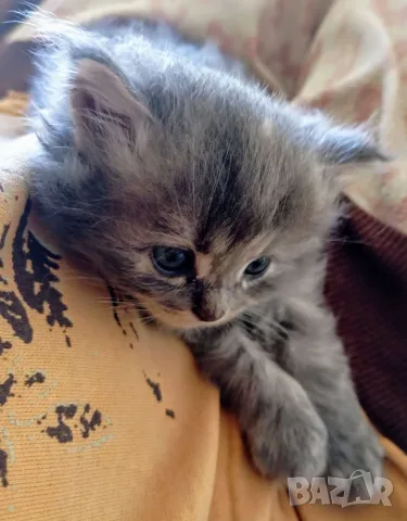 Сибирче, сибирска котка, сибирски котенца, сибирско коте, хипоалергично, синьо момиче