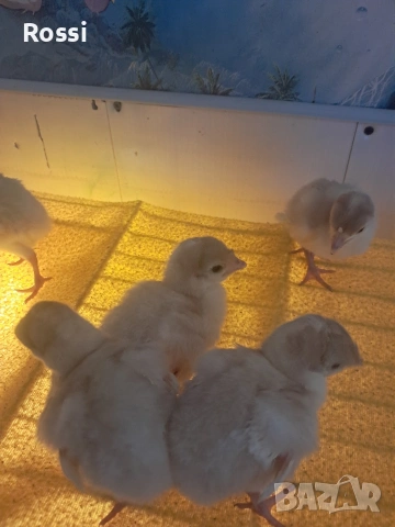 Пуйчета, снимка 2 - Кокошки и пуйки - 53629531