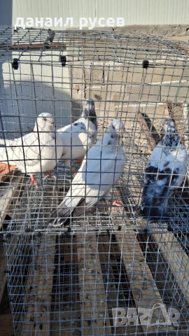 Английски типлери, снимка 11 - Гълъби - 51157443