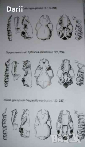Бозайниците в България, снимка 2 - Българска литература - 36284095