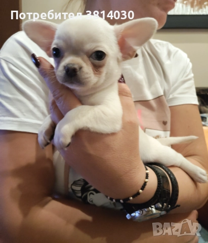 Чихуахуа, снимка 2 - Чихуахуа - 52873076