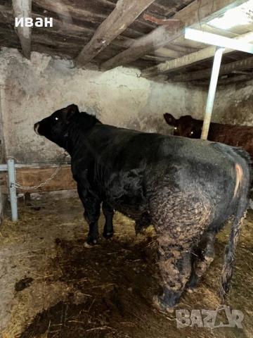 продавам мъжко и женско теле за клане, снимка 4 - Крави - 52497573