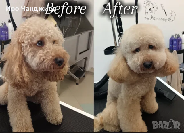 Груминг Салон Golden Paw гр. Пазарджик ул. Г. Бенковски 73, снимка 5 - Ветеринари и услуги - 49322615