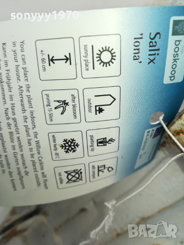 ВЪРБА 60СМ 1203240844, снимка 13 - Градински цветя и растения - 44725165