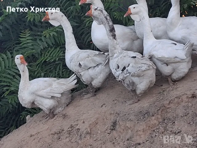 Холмогорски Гъски , снимка 5 - Патици и гъски - 55969475