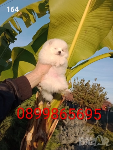 Бели Померани. Реални снимки от днес !!!, снимка 6 - Померан - 52719427