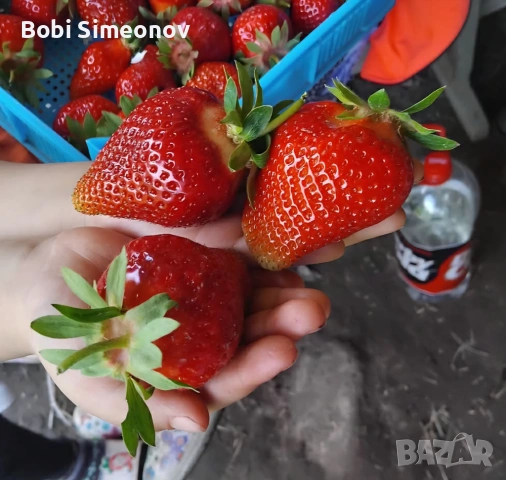 Искаш богата реколта от сладки и ароматни ягоди предлагам ти качествен расад клаудия и скала , снимка 10 - Градински цветя и растения - 53724007