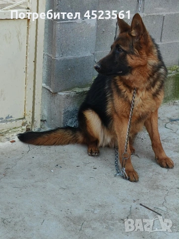 Немска овчарка 