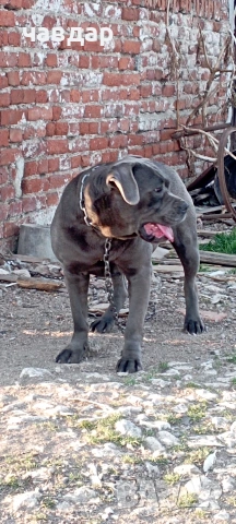 Ккане Корсо , снимка 4 - Кане корсо - 53815004