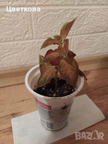 6 копривки по 1 евро + отстъпка и подарък, снимка 3 - Стайни растения - 53692920