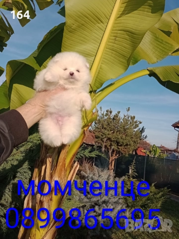 Померани. Реални снимки от 10.12.25 г. , снимка 2 - Померан - 52688511