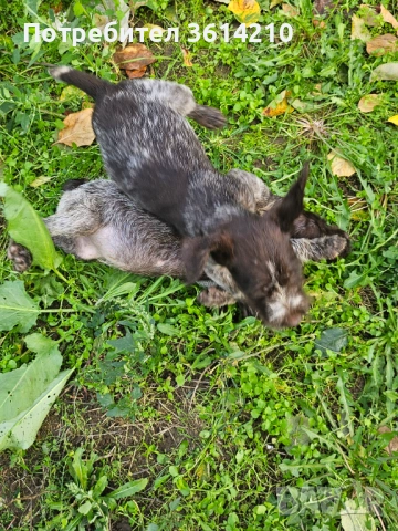 Продавам малки Дратхари от елитни родители, отлична работна линия. Кученцата са на 2 месеца, жизнени, снимка 5 - Дратхаар - 52509695