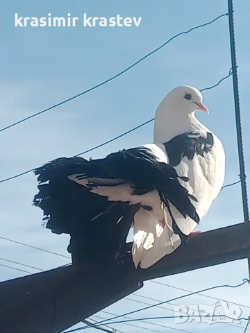 продавам гълъби, снимка 3 - Гълъби - 52823409