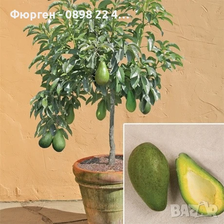 Авокадо, снимка 2 - Разсади - 51109070