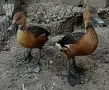 Продавам двойка детрацени, снимка 1