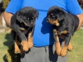 Ротвайлери , снимка 3