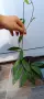 Hoya pubicalyx,Хоя пубикаликс, снимка 4