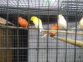 Продавам канари, снимка 4