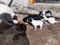 уникални кученца подарявам!, снимка 10