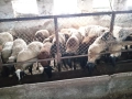 Продавам  овце и кочове, снимка 5