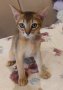 Абисинчета, абисински котенца, снимка 1 - Други - 41361266